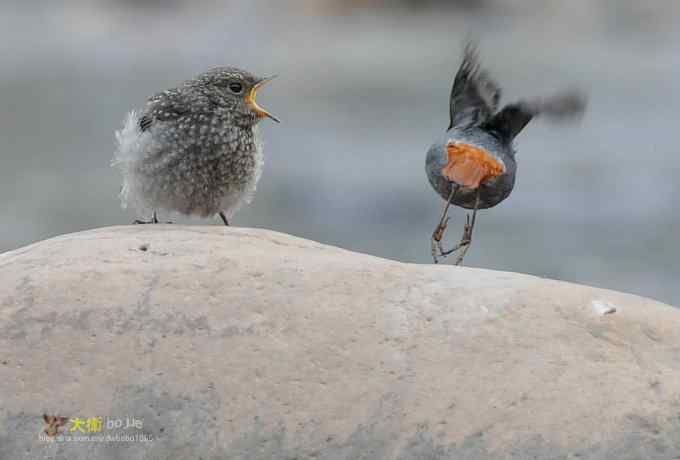 父爱如山：实拍红尾水鸲和它的四个宝宝们