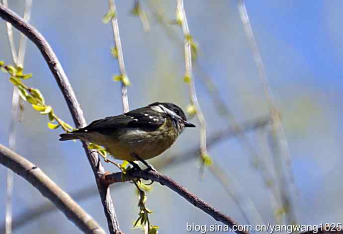 自然和谐的日坛公园（黄腹山雀）