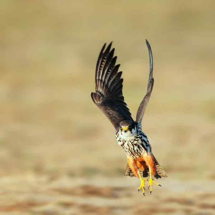 腾飞（自然摄影）