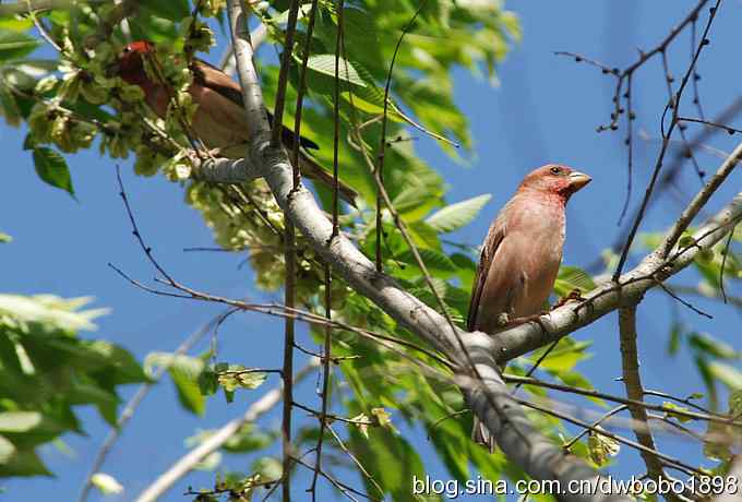 朱雀和北宫的鸟