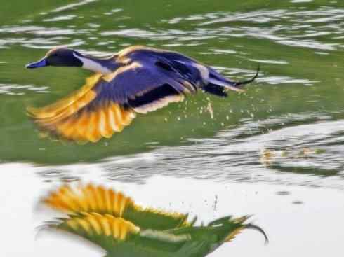 欣赏:美丽的钻水鸭5 欣赏:美丽的钻水鸭5