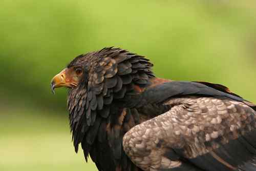 吃蛇的猛禽蛇雕——短尾雕