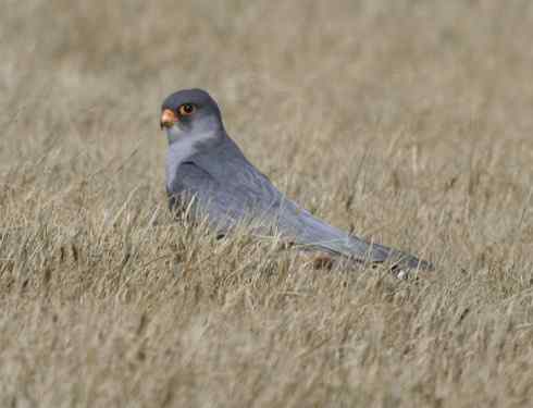 林甸草原上的阿穆尔隼