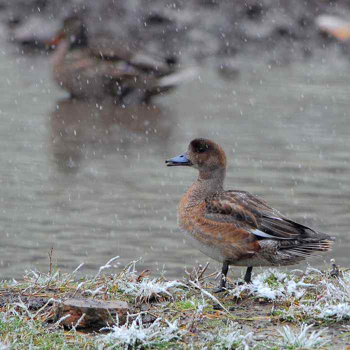 巴音布鲁克大天鹅的繁殖 巴音布鲁克大天鹅的繁殖