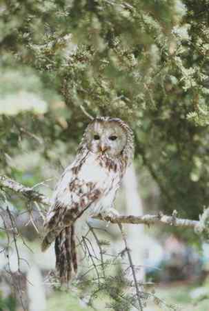 长尾林鸮 Ural Owl