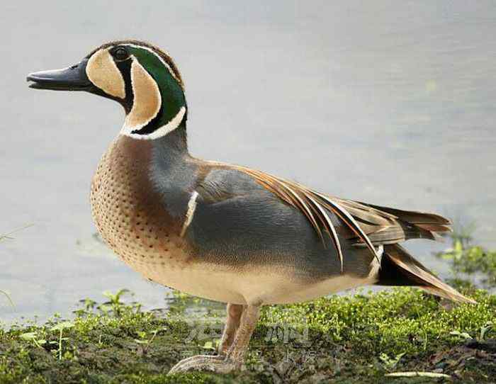 世界著名鸟类——雁形目