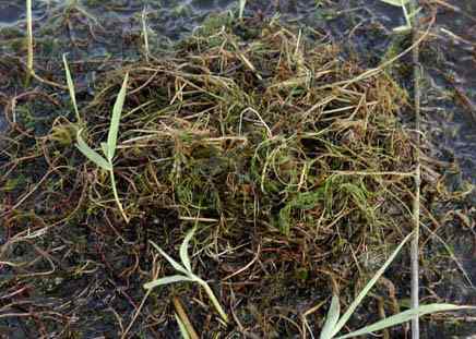 水上为家——鸊鷉的浮巢