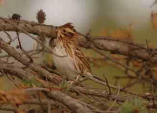 东北花椒嗉——田鹀环志多