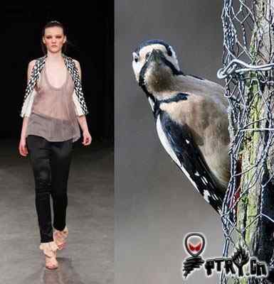 时装模特 VS 鸟儿模特