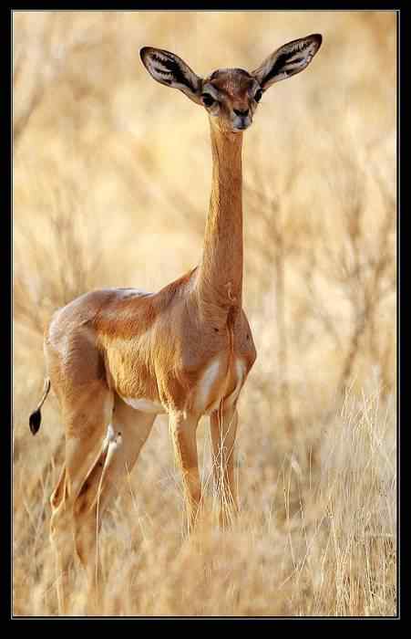 动物世界图片(下) 动物世界图片(下)