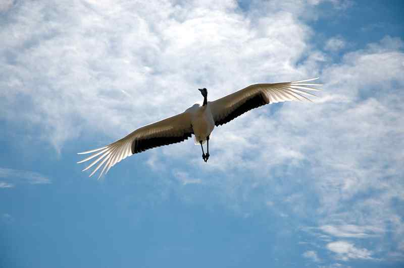 丹顶鹤 鹤舞九天