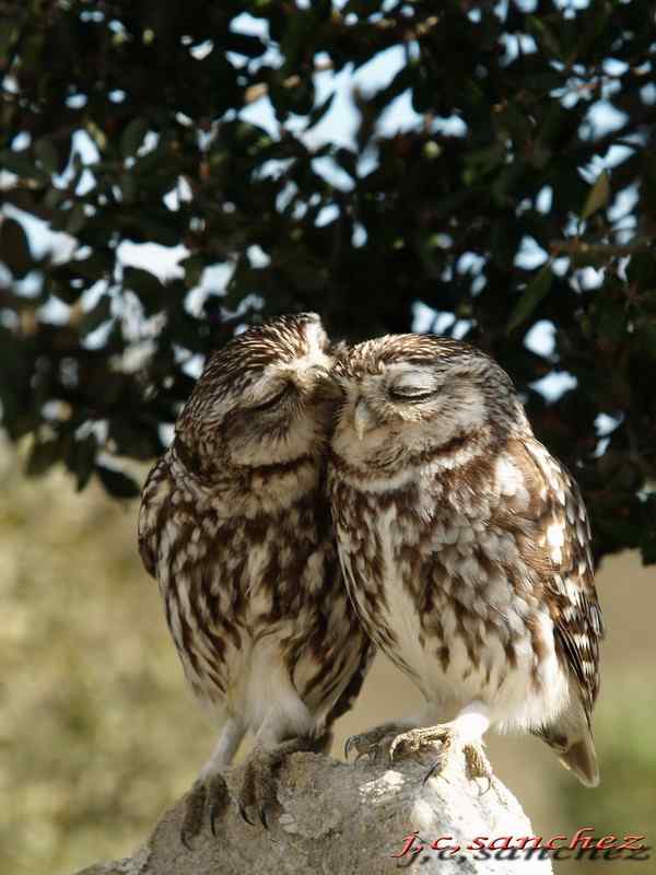 卿卿我我的猫头鹰