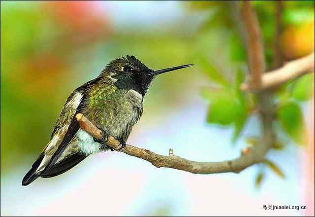 20张最美丽的蜂鸟图片