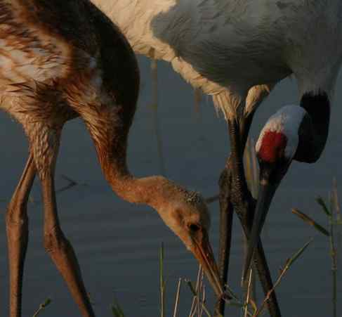 [组图]丹顶鹤爸爸