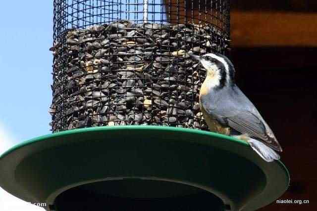 [组图]国外精致别致的鸟窝(40p)