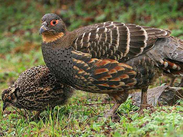 世界著名鸟类——鸡形目