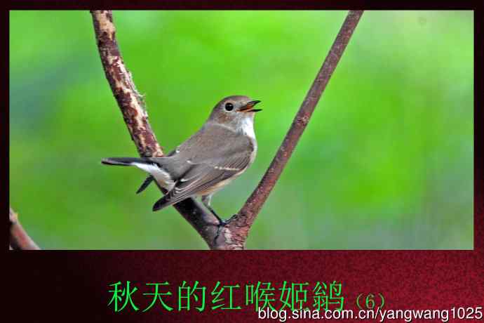 秋天的红喉姬鹟（6）
