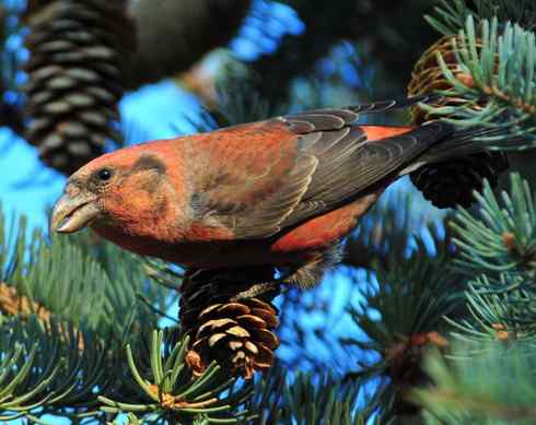 交嘴雀的美丽人生 交嘴雀的美丽人生