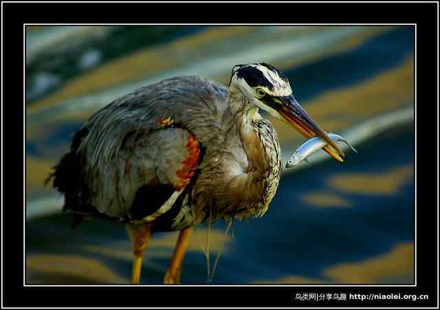 [组图]漂亮的水鸟摄影图片