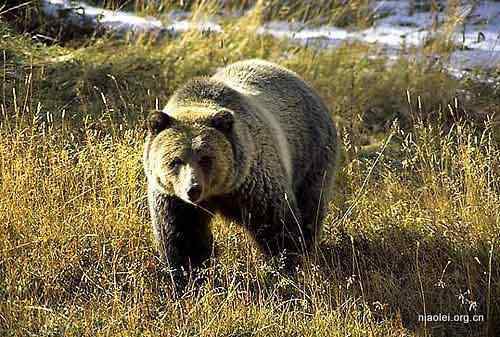 为什么要建立国家公园？