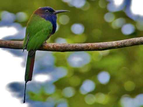 绝色攀禽:佛法僧目之蜂虎 绝色攀禽:佛法僧目之蜂虎