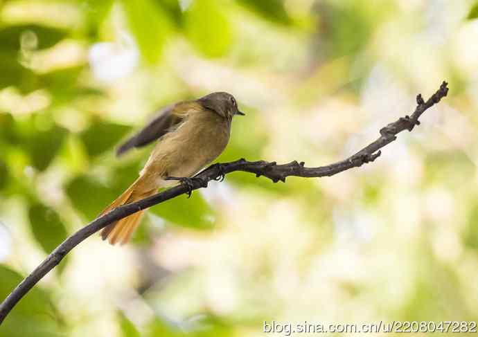 230.打鸟归来收获多多---2.北红尾鸲 230.打鸟归来收获多多---2.北红尾鸲