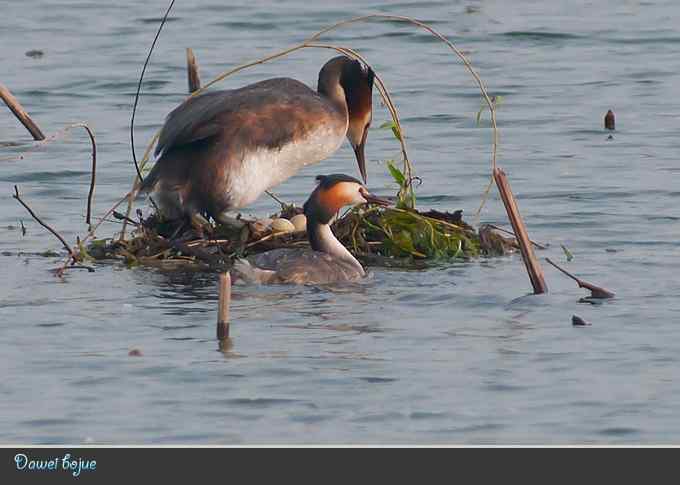 生日:见证凤头宝宝的诞生 生日:见证凤头宝宝的诞生