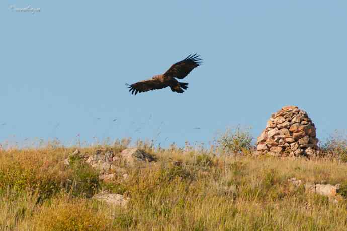 我和草原雕有个约定