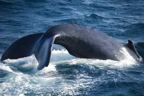 无畏的海鸥 与驼背鲸抢食