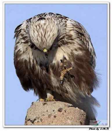 [组图]毛脚鵟的爪子