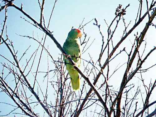 濒临绝种的动物资料大全