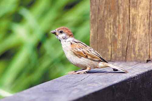 发生车祸最多的鸟类—麻雀