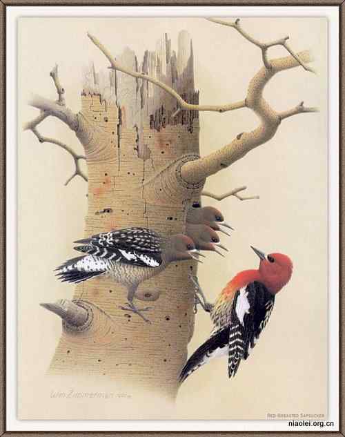 手绘画第6辑——美丽啄木鸟
