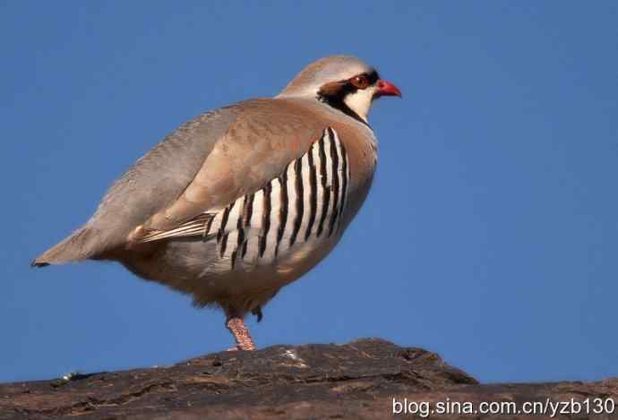 搂草打兔子（组图，15张图片）