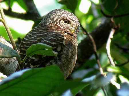 濒临绝种的动物资料大全