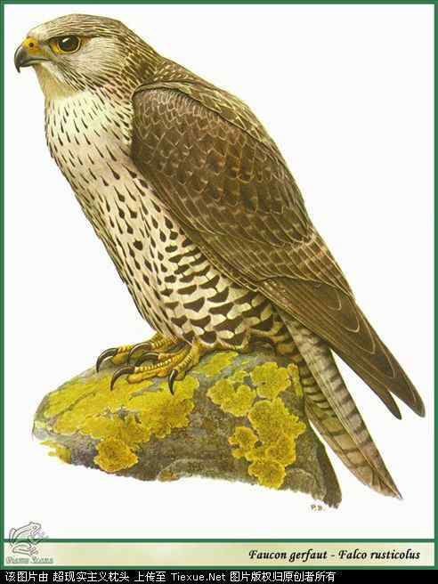 手绘画第5辑——猛禽和啄木鸟