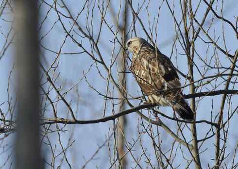 [组图]大庆毛脚鵟