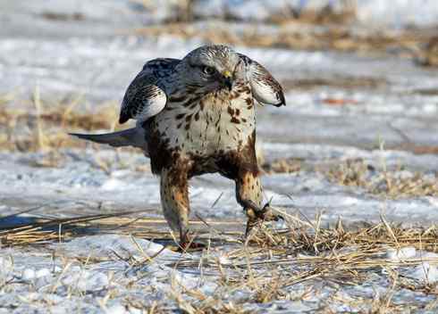[组图]毛脚鵟的爪子