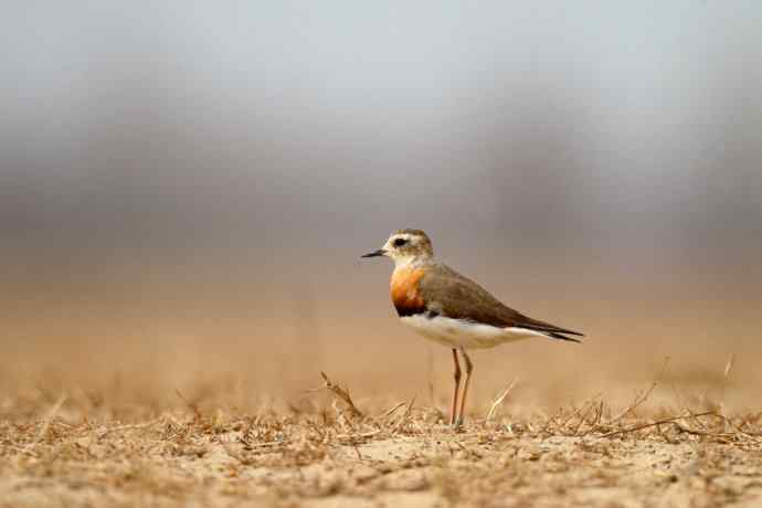 【春天的消息】（最先来到北京的迁徙排头兵---东方鸻）