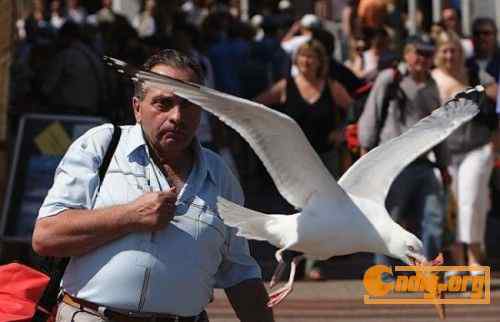 [组图]海鸥爱吃冰淇淋