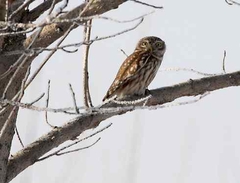 纵纹腹小鸮 VS 猛鸮