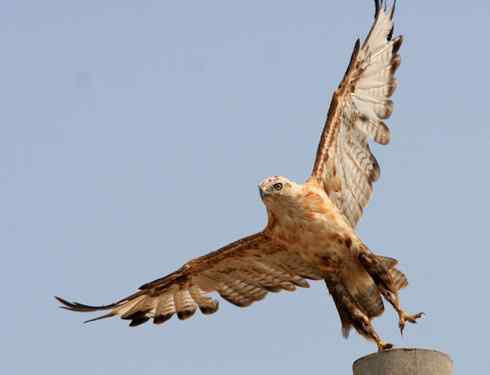 鵟的百变羽色——开篇