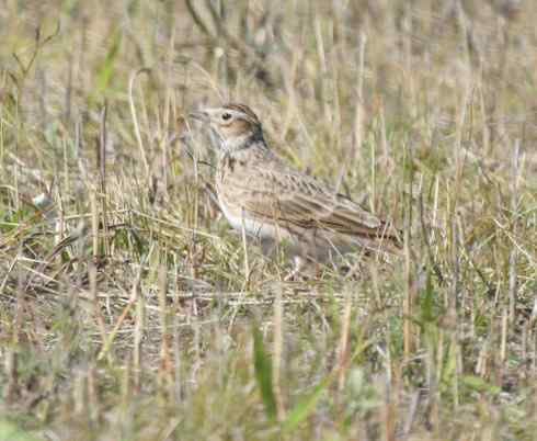林甸草原上的阿穆尔隼