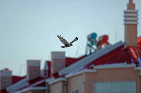 观鸟摄影之趣——人与鵟