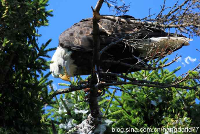 鹰爪之下 wbr焉有完鸟？