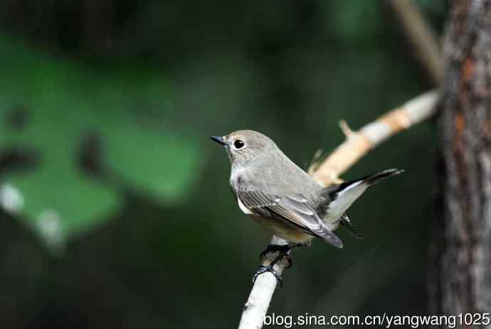 红喉姬鹟（25）