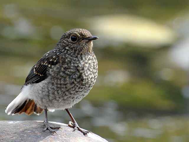 十渡有鸟初长成 wbr. wbr养在溪边人尽识