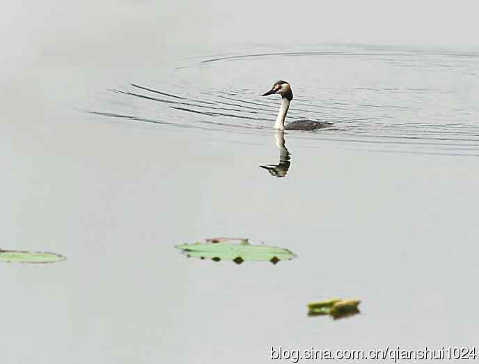 风头(pt)渐渐远去