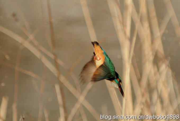 红尾水鸲和十渡众小鸟