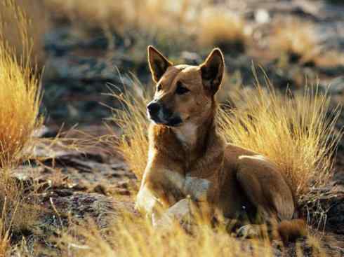 犬科：犬亚科犬属之澳洲野犬、歌唱犬、家犬